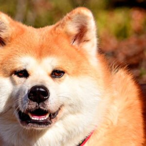 Chiot Akita Inu